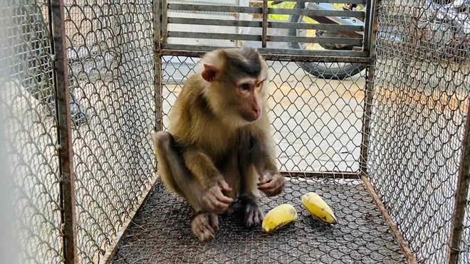 Pig-tailed macaque stray into people's garden