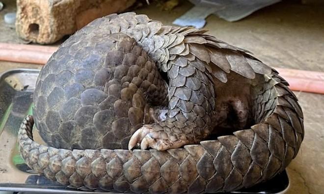 People discover rare pangolins in home garden, leg injured
