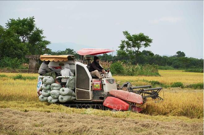 Quang Tri province races against the weather to harvest 55,000 hectares of winter-spring rice
