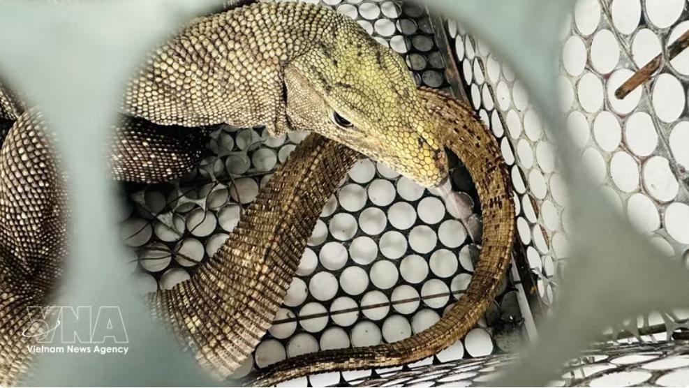 Quang Tri hands over rare clouded monitor to rescue centre