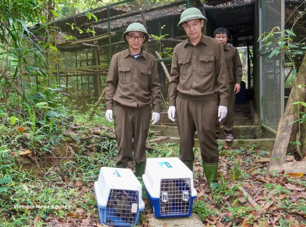 Quang Tri releases 13 wild animals back into nature